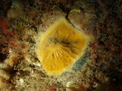 Tethya citrina