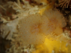 Aplidium punctum