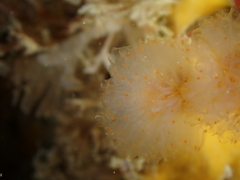 Aplidium punctum