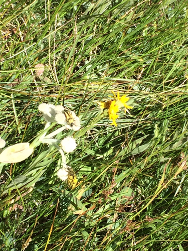 iNaturalist observation photo of Yellow Velvet Beetle
