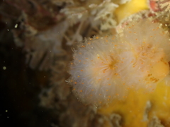 Aplidium punctum