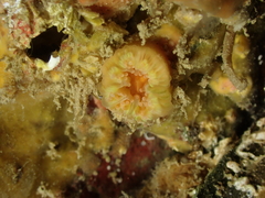 Caryophyllia
