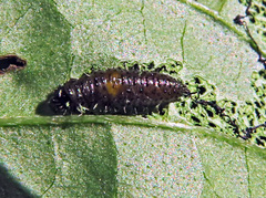 Altica cornivorax