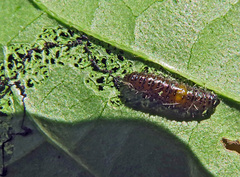 Altica cornivorax