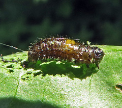Altica cornivorax