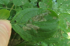Altica cornivorax