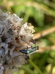 Cordylepherus viridis
