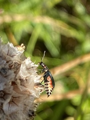 Cordylepherus viridis