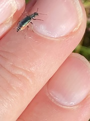 Cordylepherus viridis