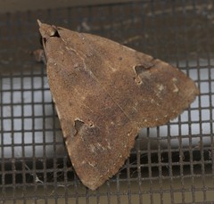 Avatha discolor