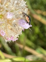 Cordylepherus viridis