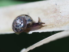 Kororia palaensis