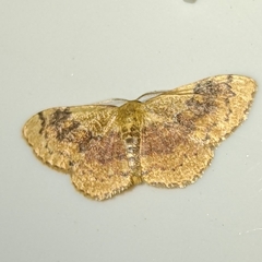 Leptostales ferruminaria