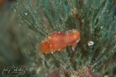 Polycera parvula