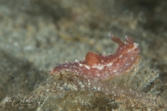 Polycera parvula