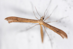 Stenoptilia pterodactyla