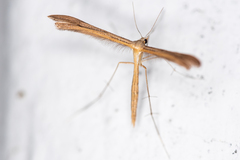 Stenoptilia pterodactyla