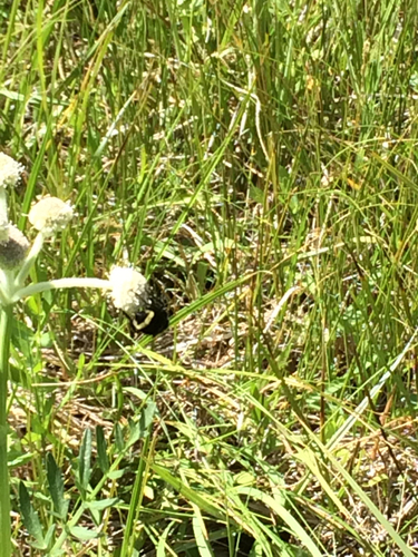 iNaturalist observation photo of Bumble Bees
