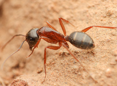 Camponotus dumetorum