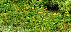Crossandra infundibuliformis