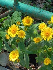 Pentanema britannica