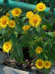 Pentanema britannica