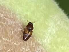 Carpophilus hemipterus