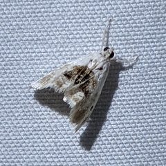 Lipocosmodes fuliginosalis