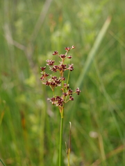 Juncus acutiflorus