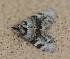 Heterochasta lasioplaca