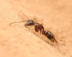 Camponotus dumetorum