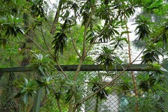 Xanthostemon chrysanthus