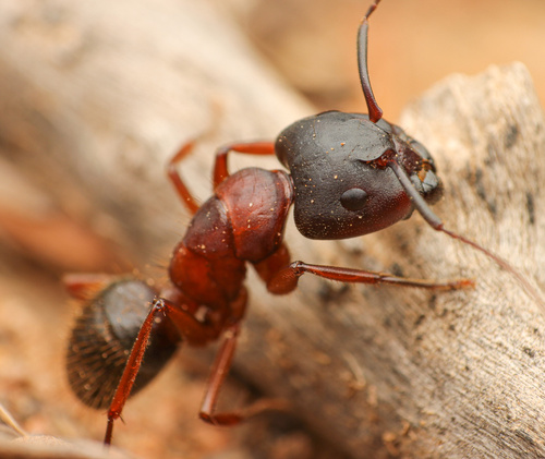 native american meaning of ants