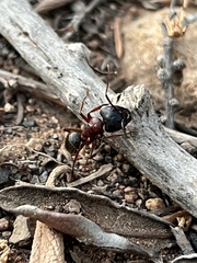 Camponotus dumetorum