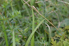 Polymerus brevicornis