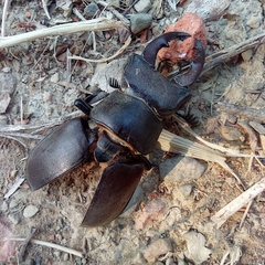 Lucanus cervus