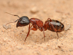 Camponotus dumetorum