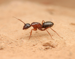 Camponotus dumetorum