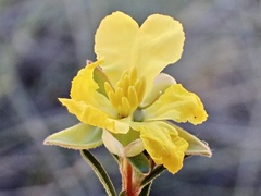 Hibbertia virgata