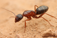 Camponotus dumetorum