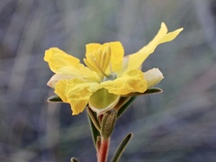 Hibbertia virgata