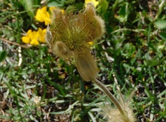 Geum montanum