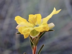 Hibbertia virgata