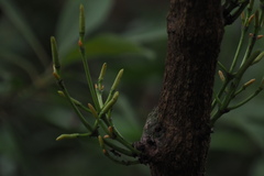Gnetum luofuense