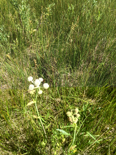 iNaturalist observation photo of Insects