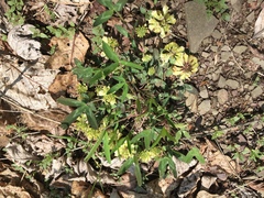 Trifolium virginicum
