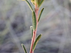 Hibbertia virgata