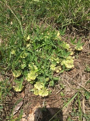 Trifolium virginicum