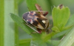 Polymerus brevicornis