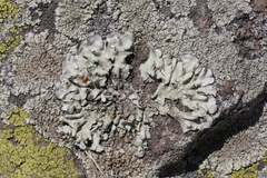 Xanthoparmelia mexicana